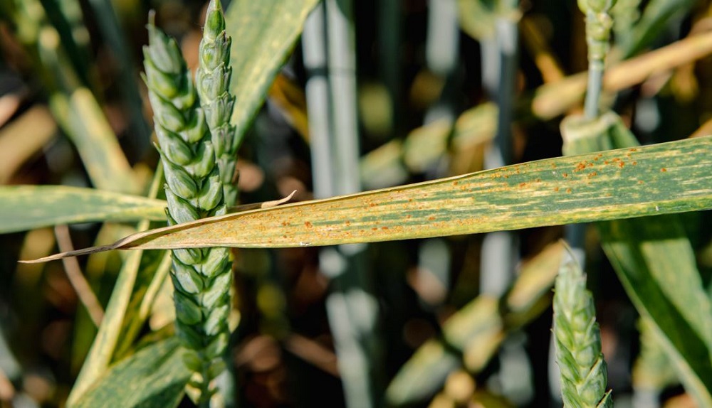 Foliar diseases bubling up on a wheat leaf in 2024